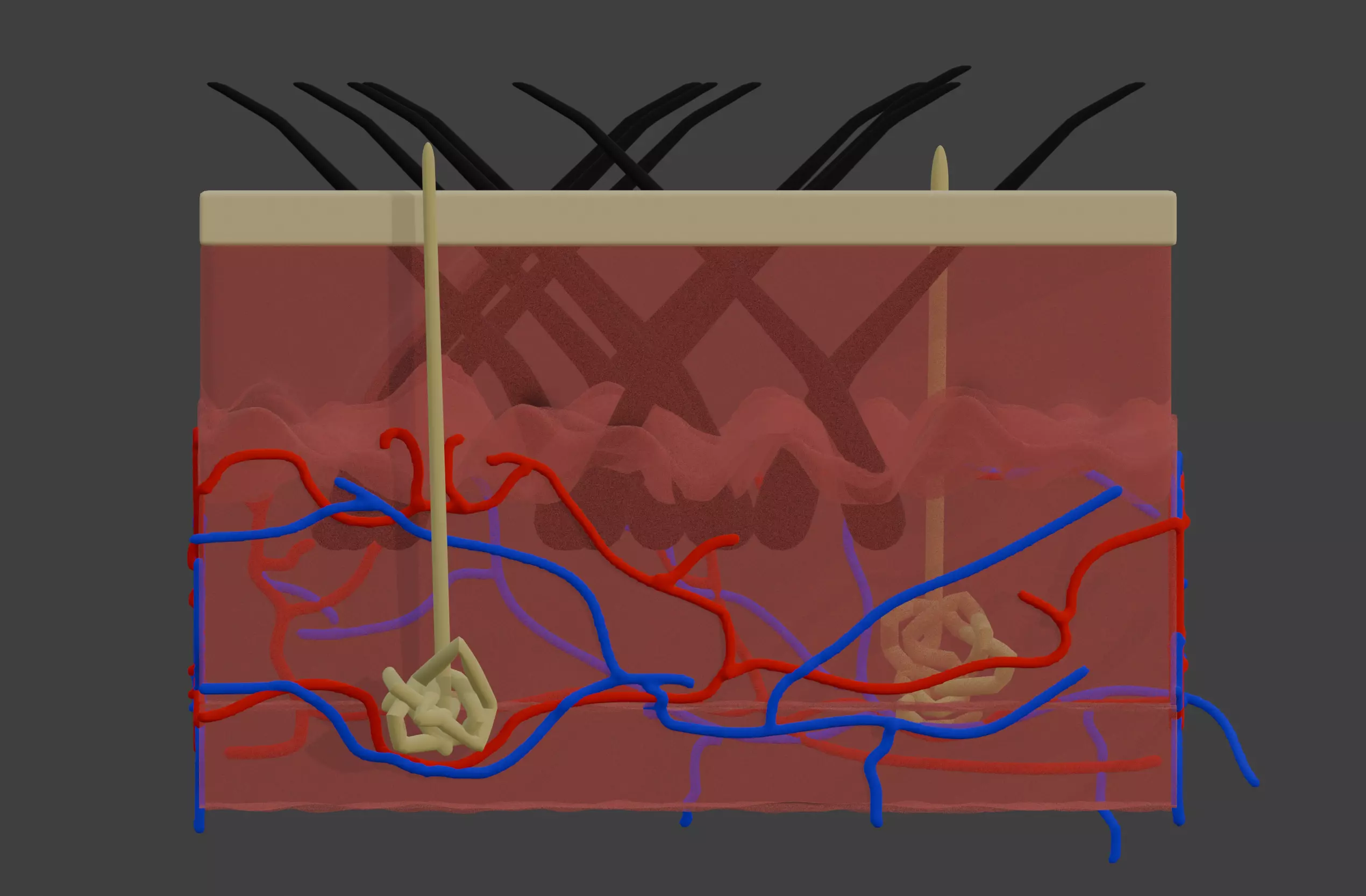 3D Model of Anatomy of the Skin v2 3D print model_0