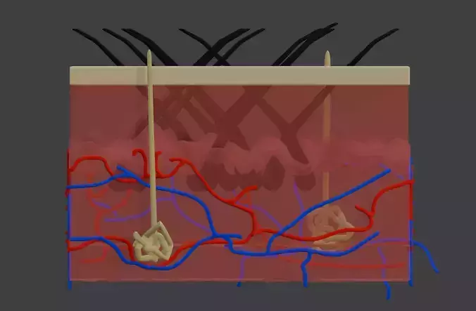 3D Model of Anatomy of the Skin v2 3D print model 3D Model of Anatomy of the Skin v2 3D print model