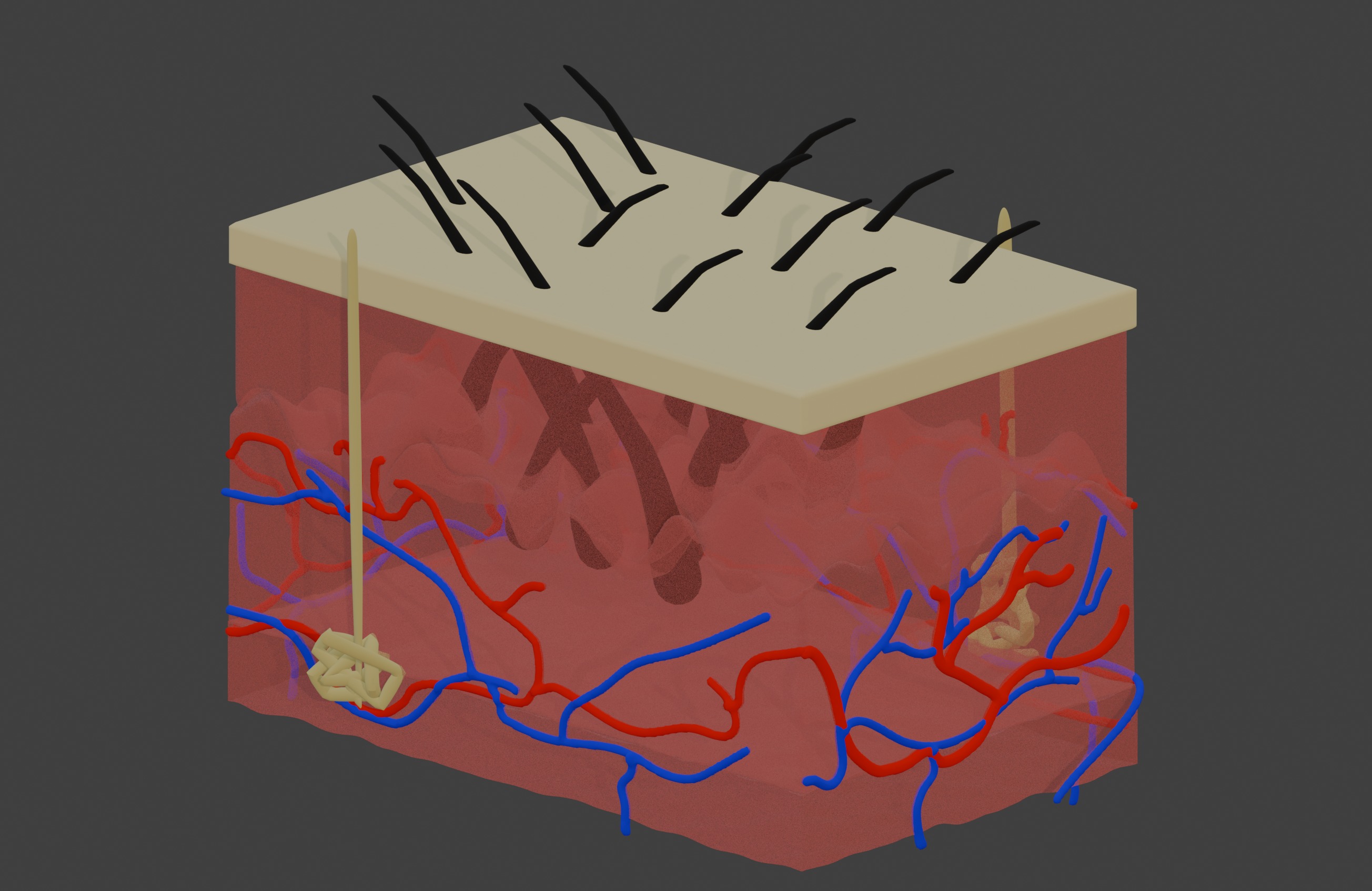 3D Model of Anatomy of the Skin v2 3D print model_2