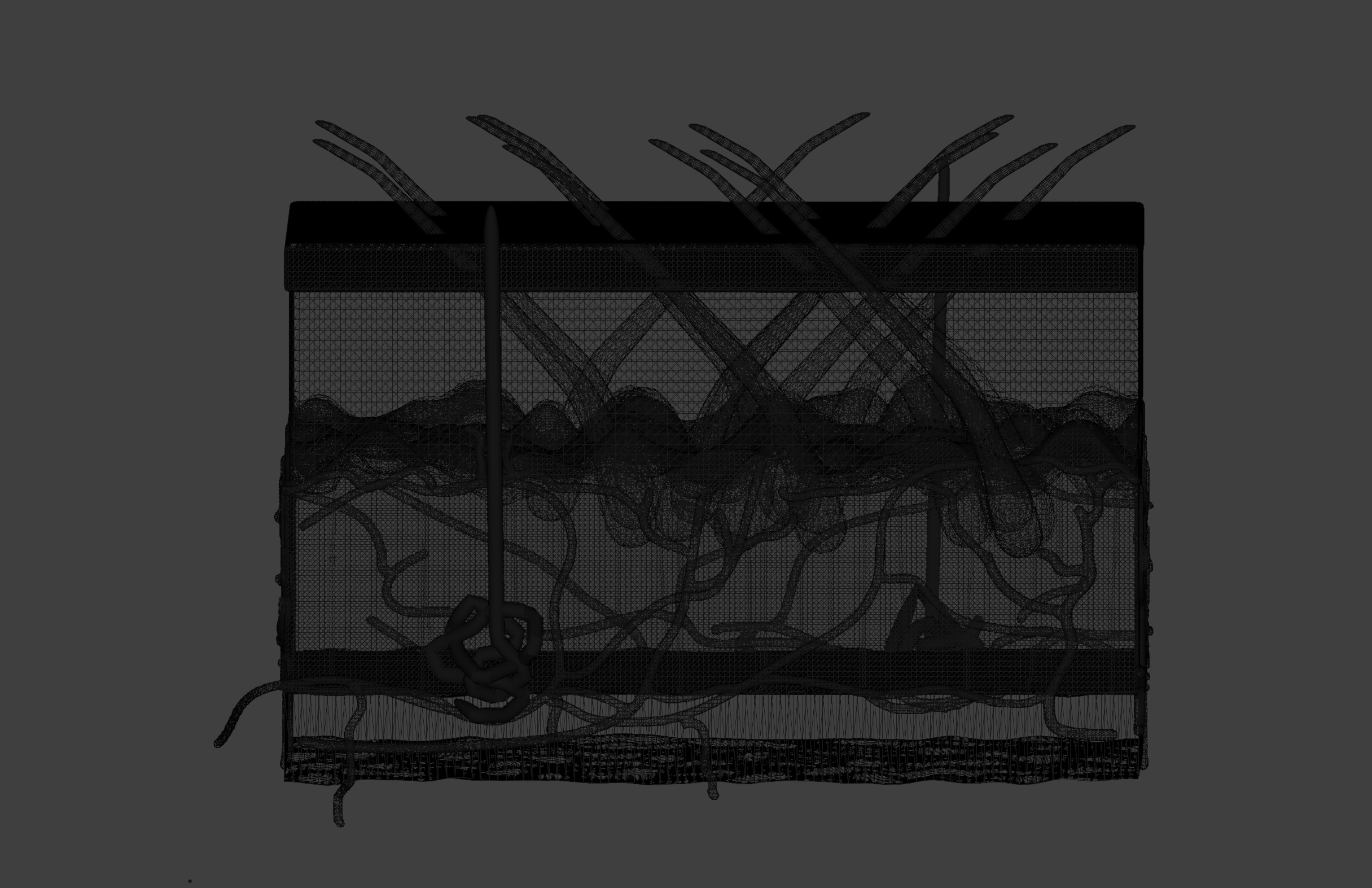 3D Model of Anatomy of the Skin v2 3D print model_1