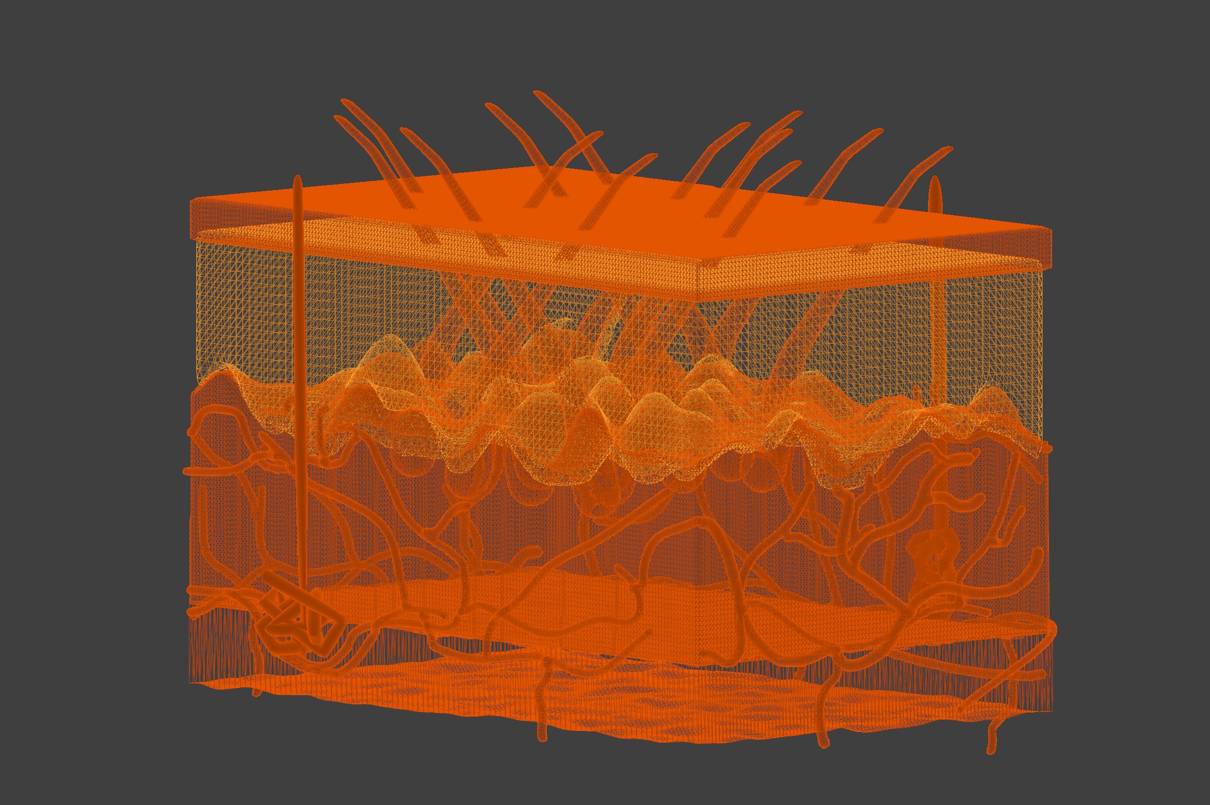3D Model of Anatomy of the Skin v2 3D print model_6