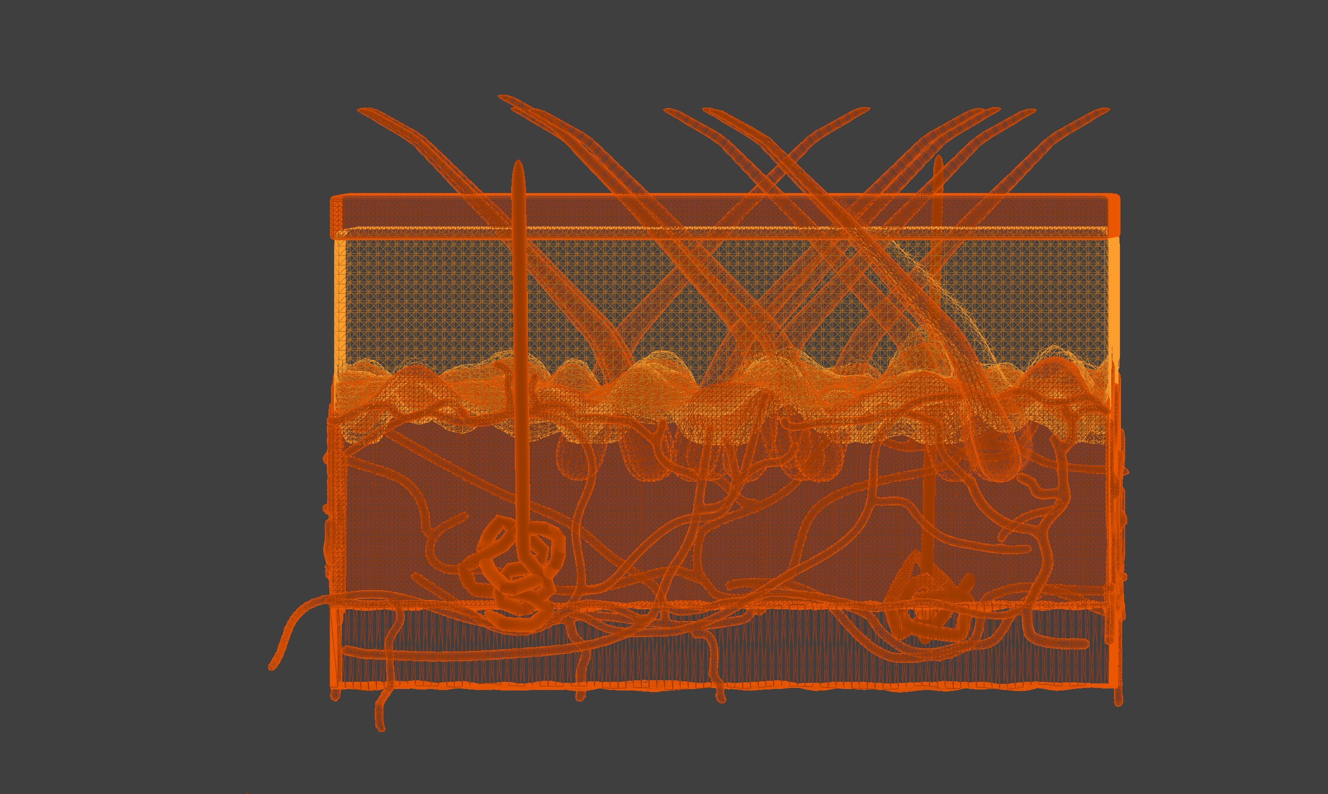 3D Model of Anatomy of the Skin v2 3D print model_9