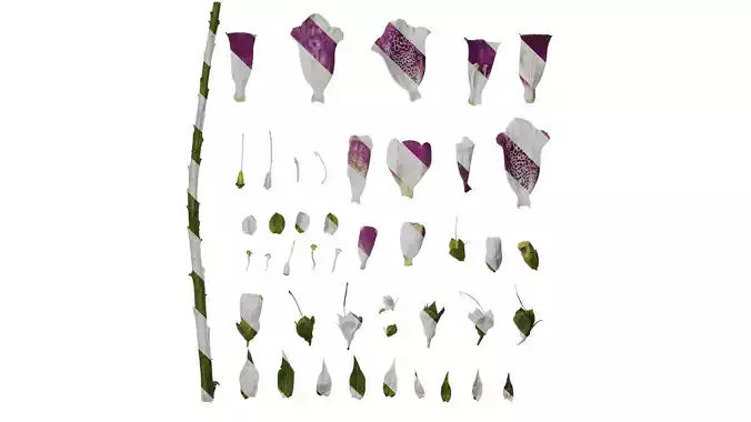 Anydrafts Digitalis purpurea Flower 15