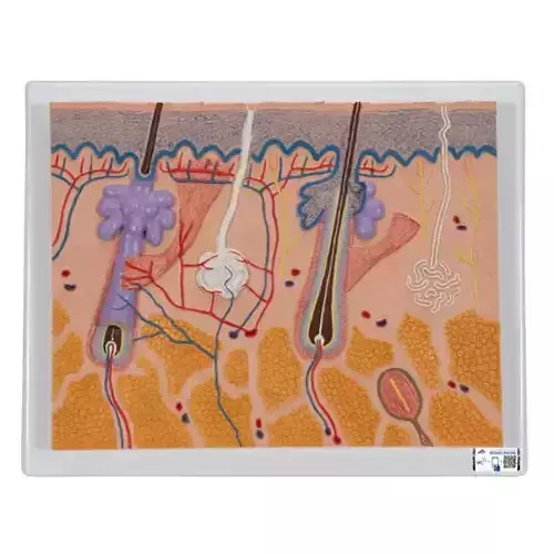 3D Human Skin Section Relief Model 3D print model