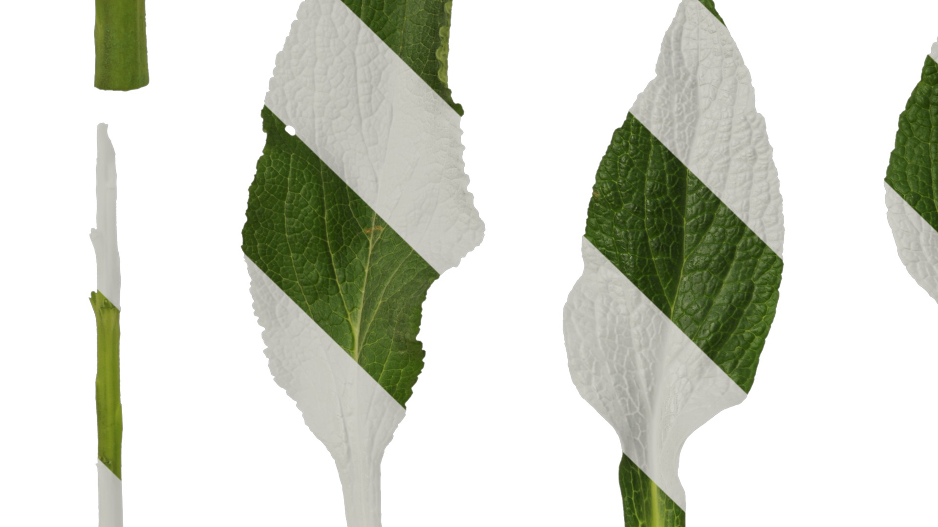 Anydrafts Digitalis purpurea Leaf 01 Texture_5