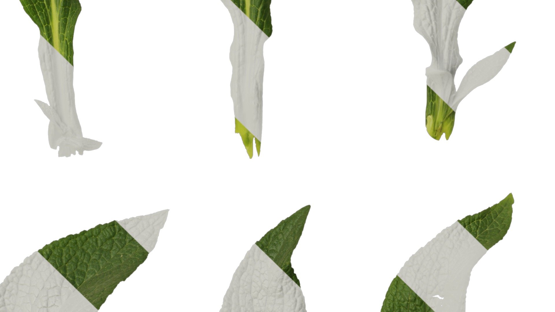 Anydrafts Digitalis purpurea Leaf 01 Texture_4