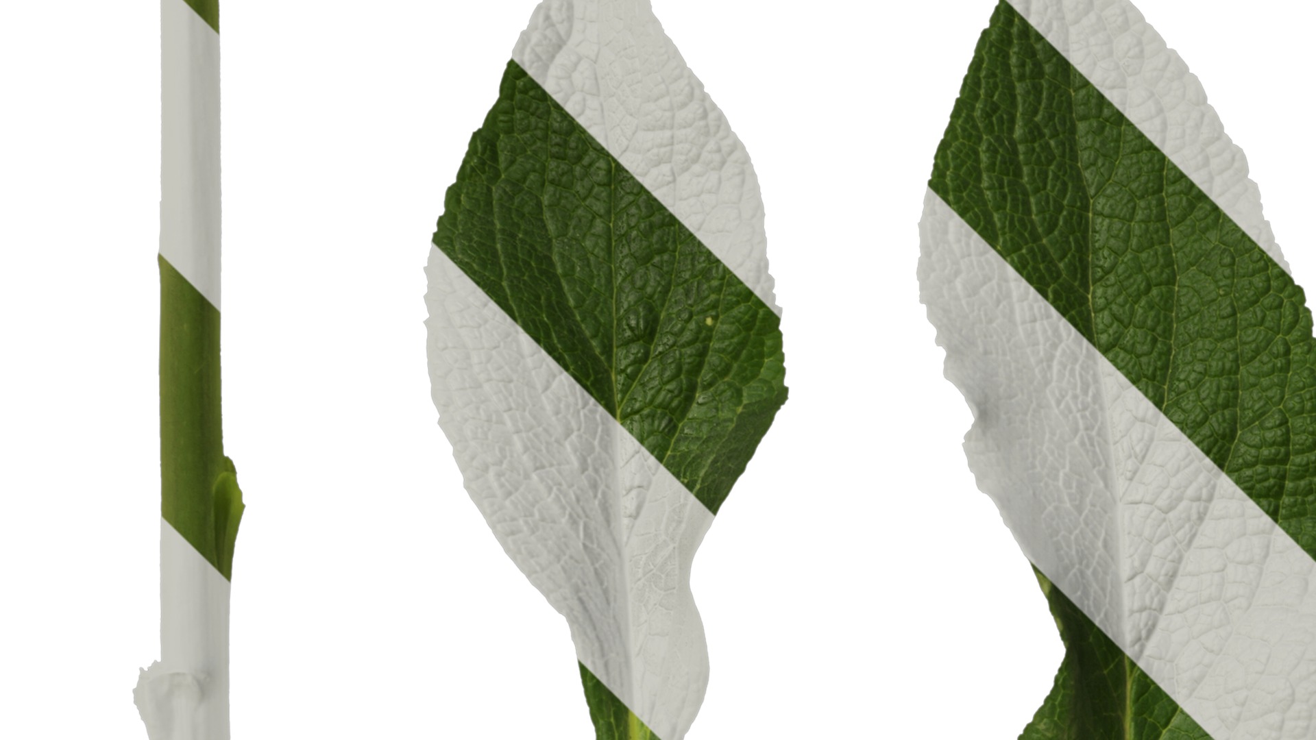 Anydrafts Digitalis purpurea Leaf 01 Texture_1