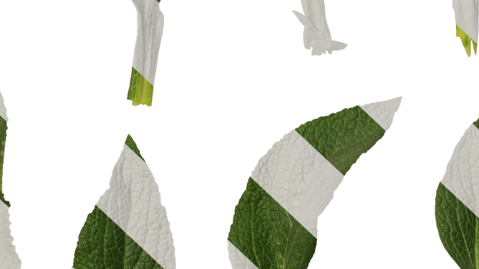 Anydrafts Digitalis purpurea Leaf 01 Texture_7