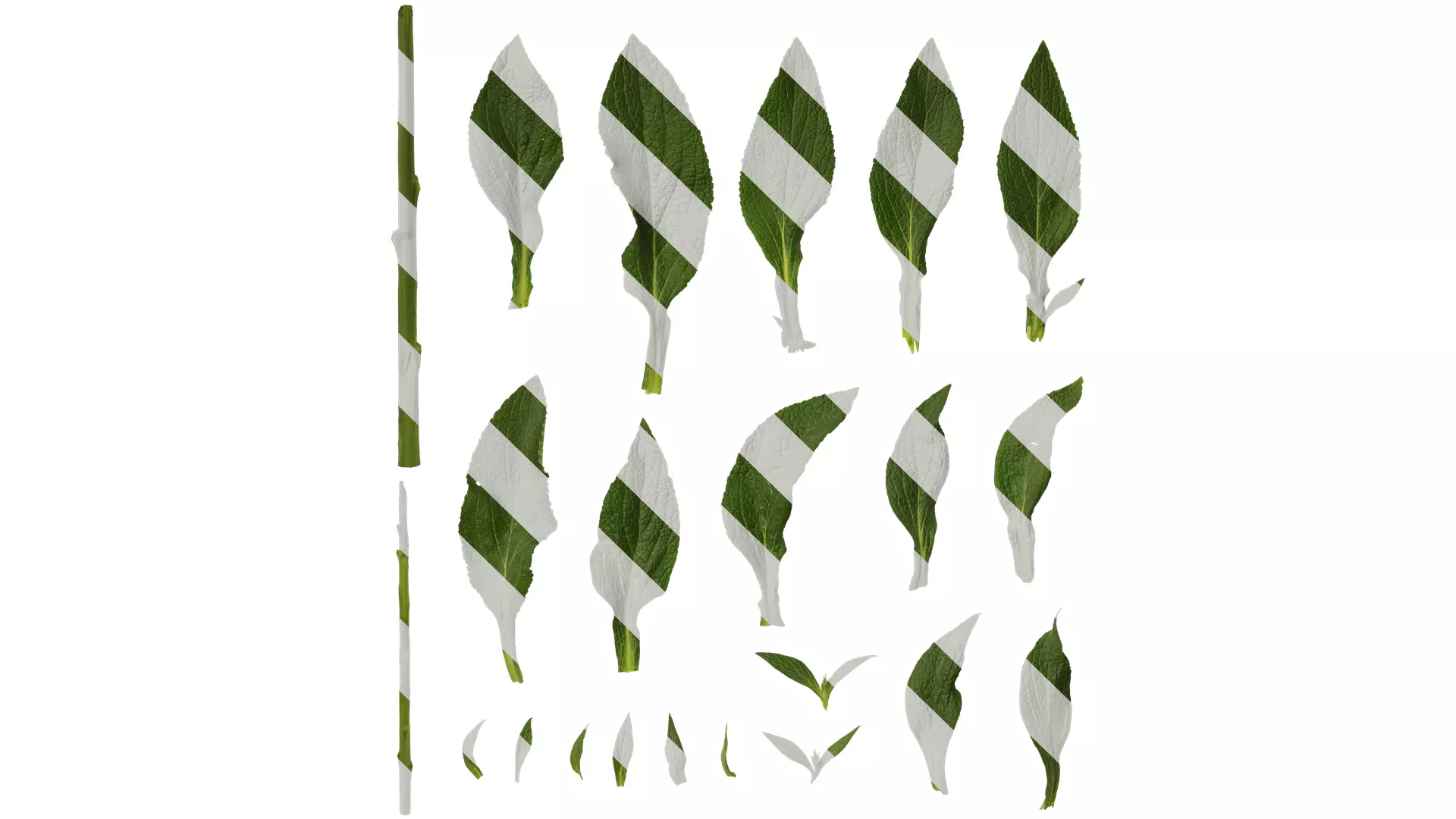 Anydrafts Digitalis purpurea Leaf 01 Texture_0