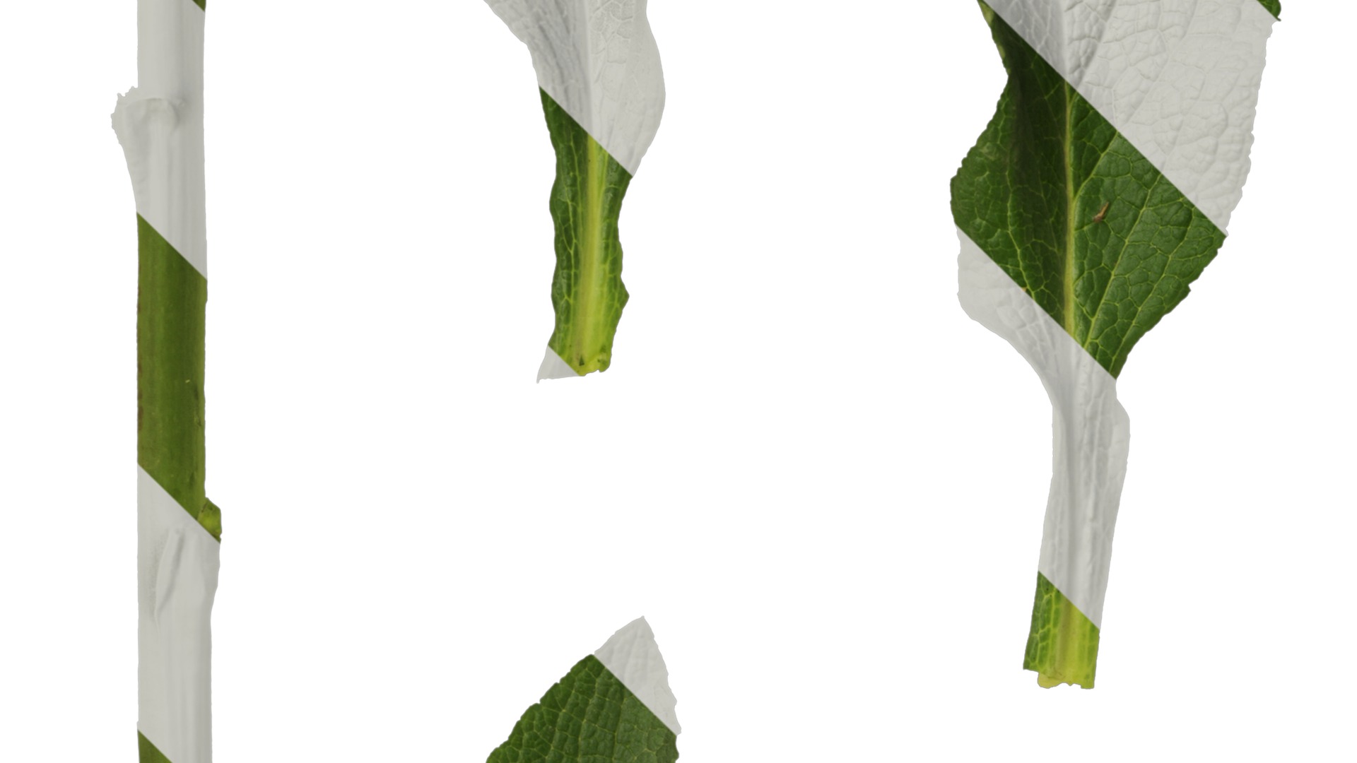 Anydrafts Digitalis purpurea Leaf 01 Texture_3