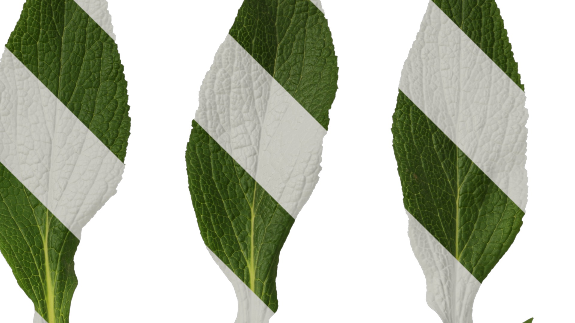 Anydrafts Digitalis purpurea Leaf 01 Texture_2