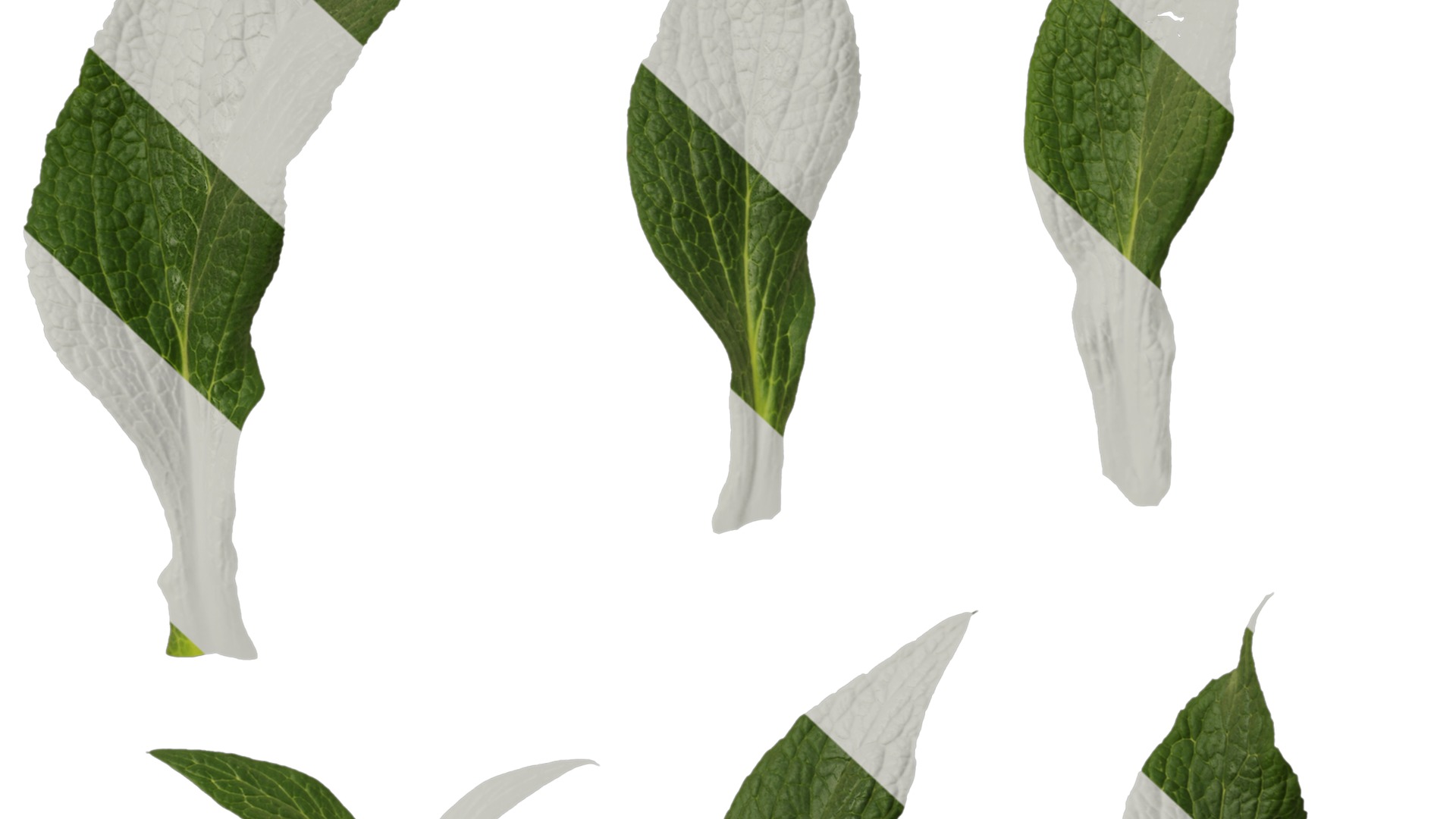 Anydrafts Digitalis purpurea Leaf 01 Texture_6