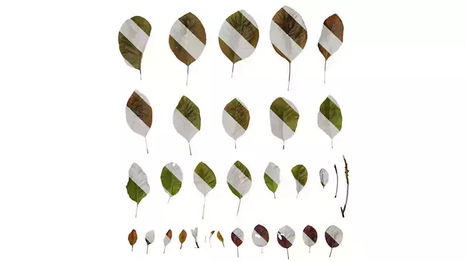 Anydrafts Cotinus coggygria pubescens Leaf 01