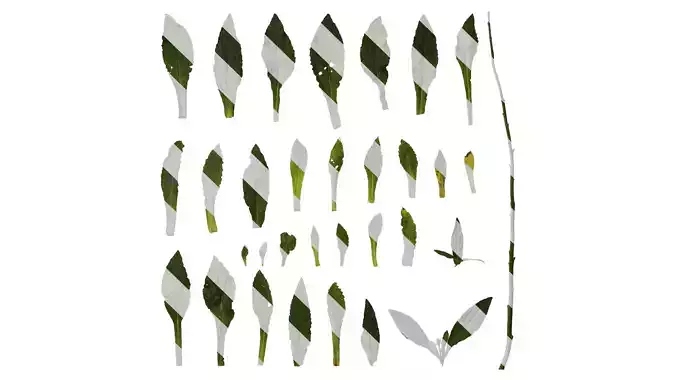 Anydrafts Digitalis purpurea Leaf 02