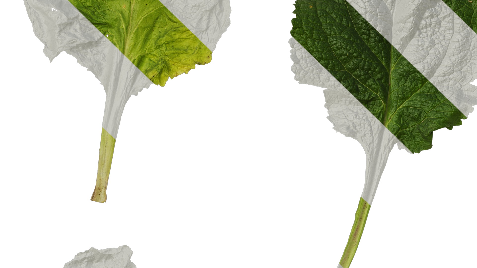 Anydrafts Digitalis purpurea Leaf 03 Texture_3