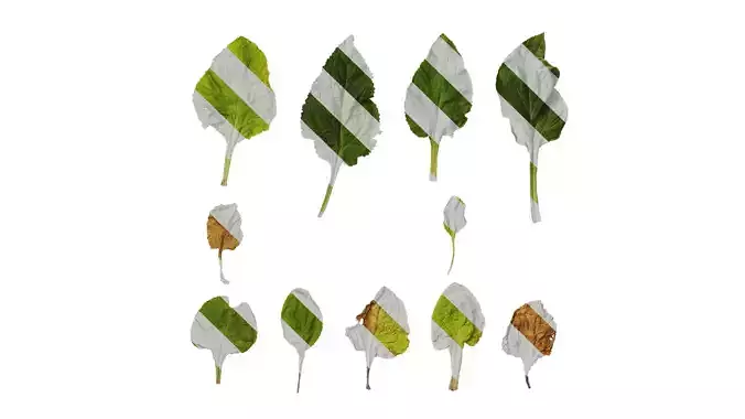 Anydrafts Digitalis purpurea Leaf 03