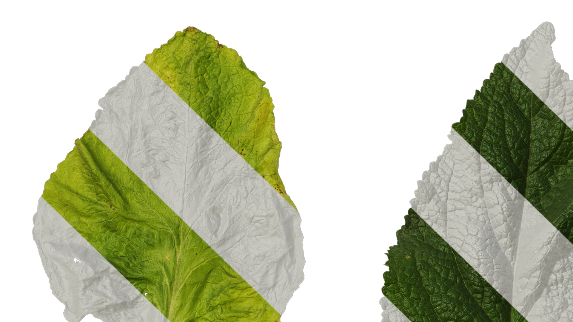 Anydrafts Digitalis purpurea Leaf 03 Texture_1