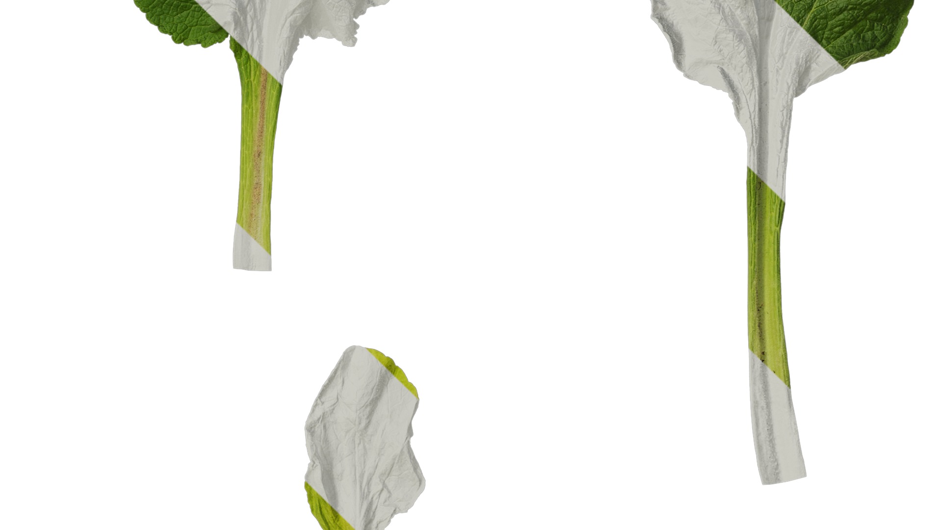 Anydrafts Digitalis purpurea Leaf 03 Texture_4