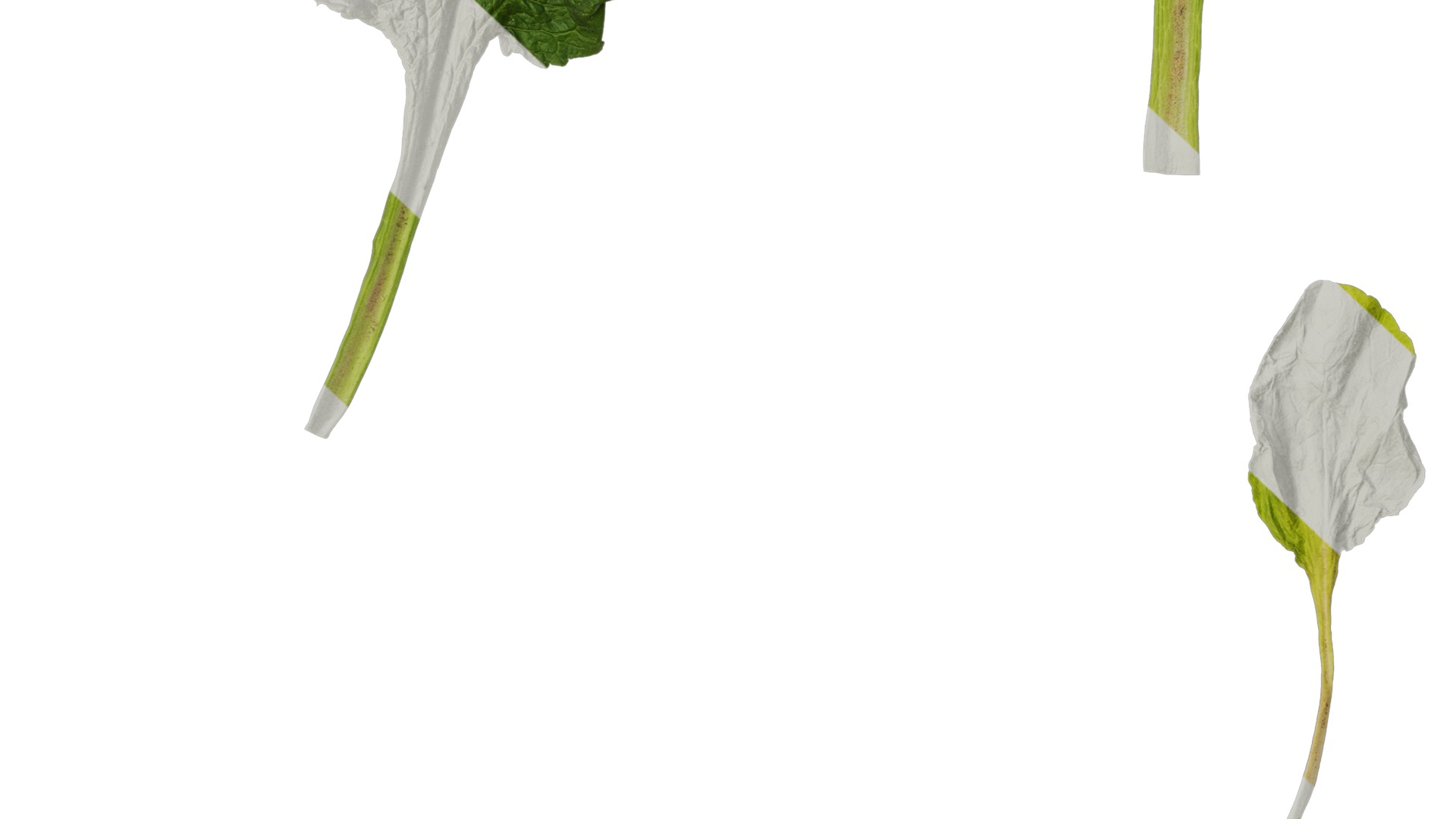 Anydrafts Digitalis purpurea Leaf 03 Texture_7