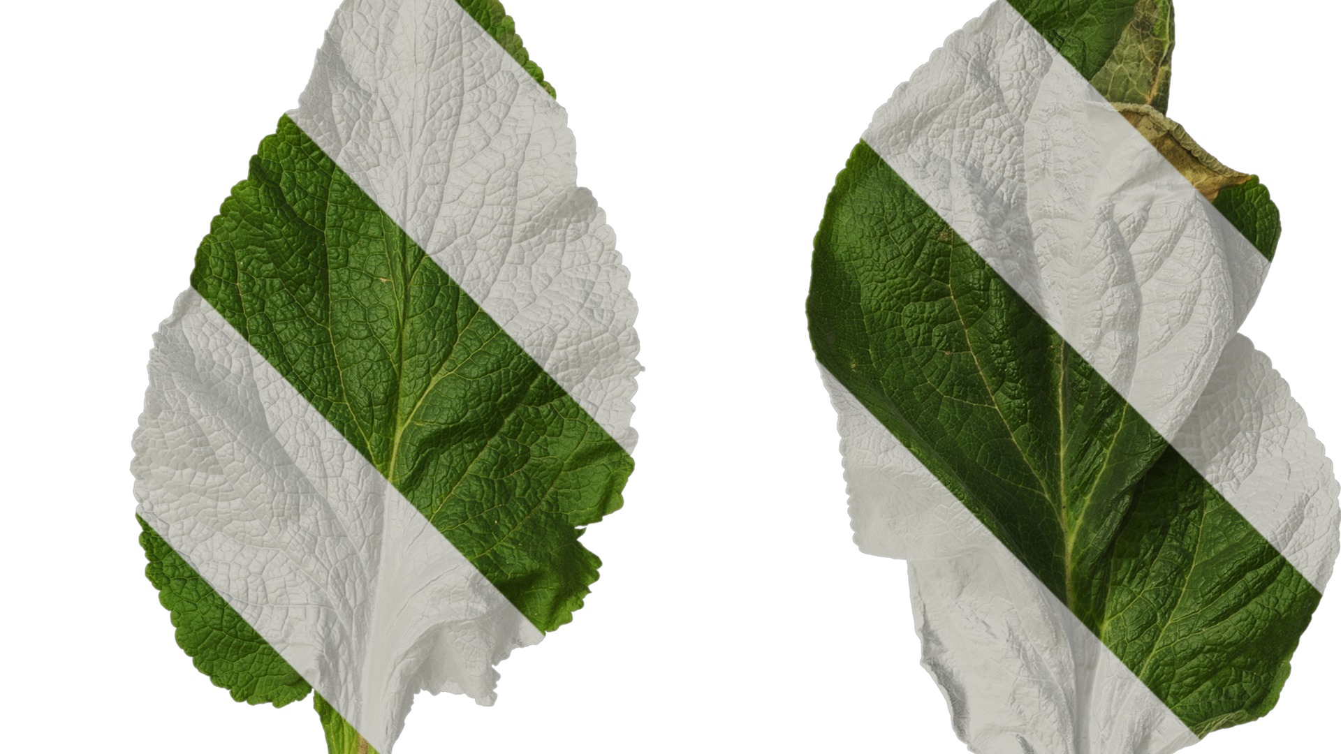 Anydrafts Digitalis purpurea Leaf 03 Texture_2