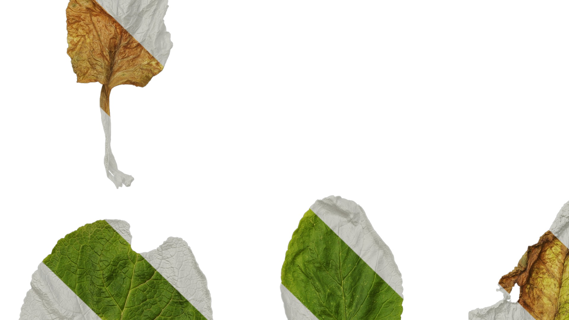 Anydrafts Digitalis purpurea Leaf 03 Texture_5