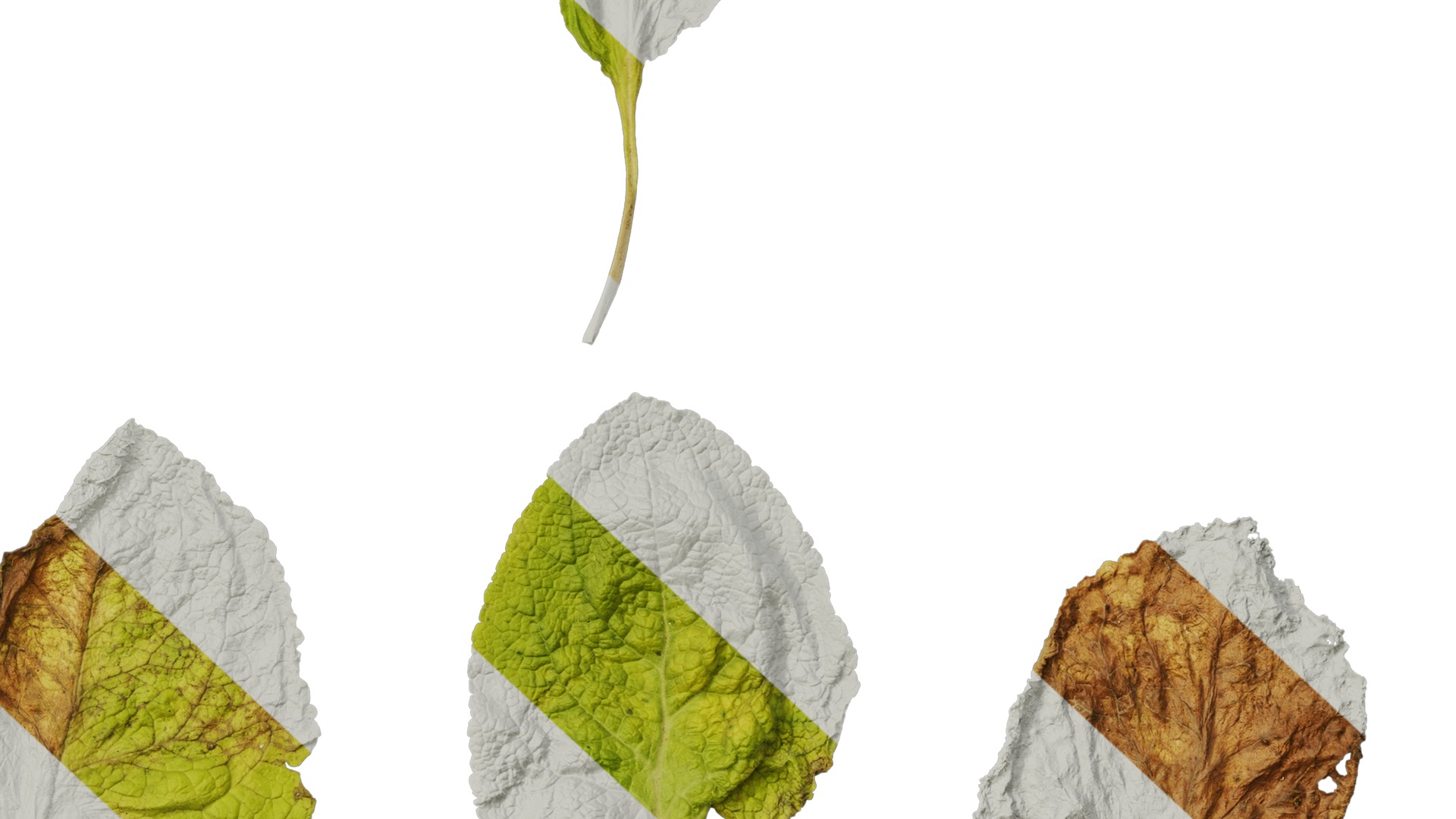 Anydrafts Digitalis purpurea Leaf 03 Texture_6