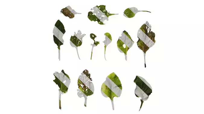 Anydrafts Digitalis purpurea Leaf 04