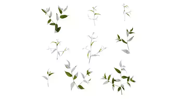 Anydrafts Disporum longistylum Atlas 01