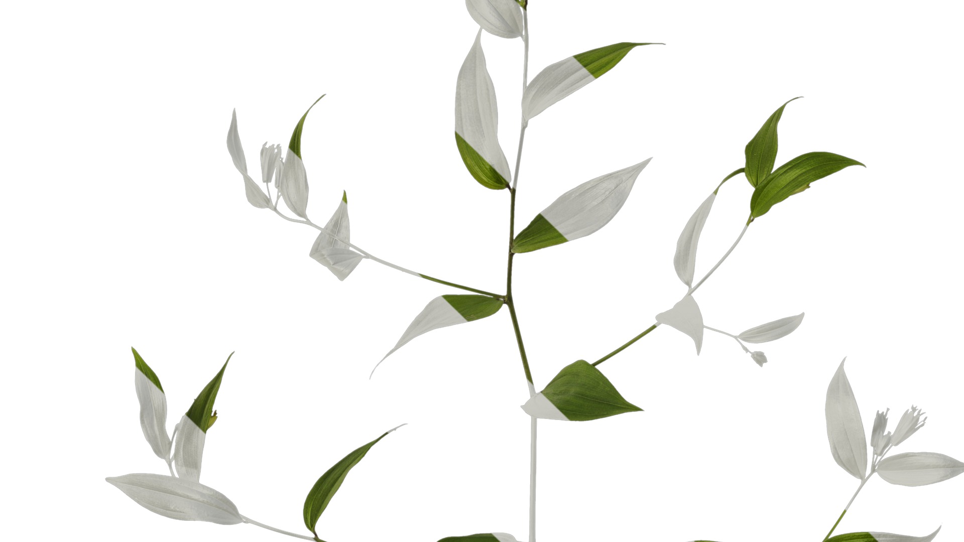 Anydrafts Disporum longistylum Atlas 02 Texture_3