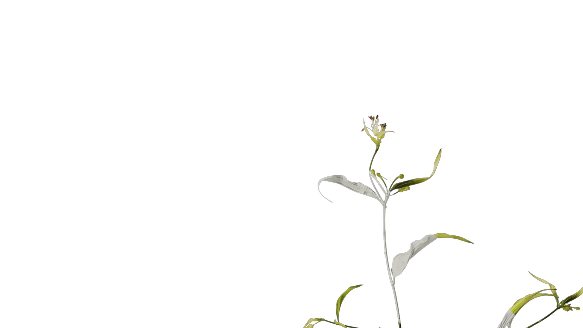 Anydrafts Disporum longistylum Atlas 02 Texture_2