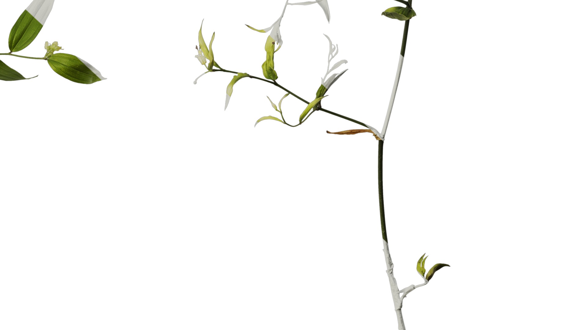 Anydrafts Disporum longistylum Atlas 02 Texture_6