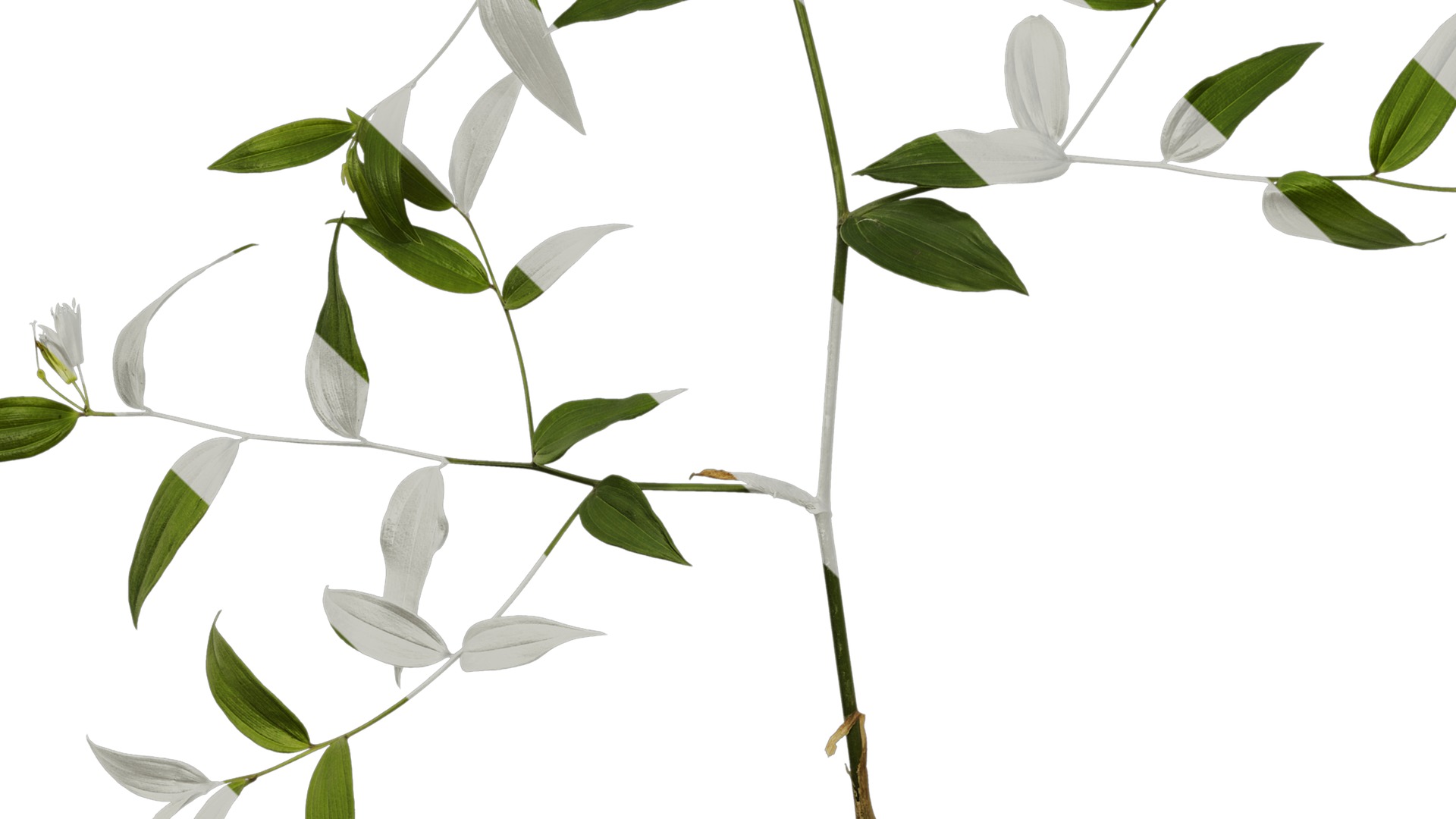 Anydrafts Disporum longistylum Atlas 02 Texture_5