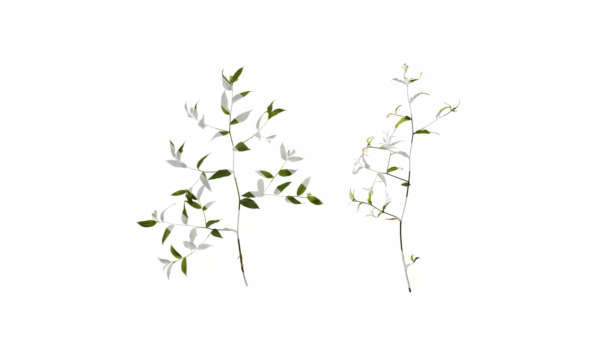 Anydrafts Disporum longistylum Atlas 02 Texture_0