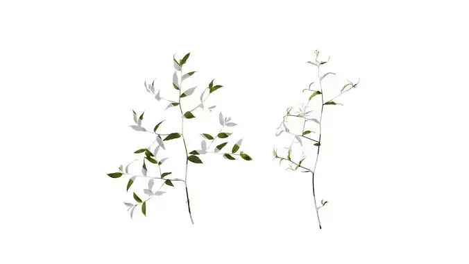 Anydrafts Disporum longistylum Atlas 02