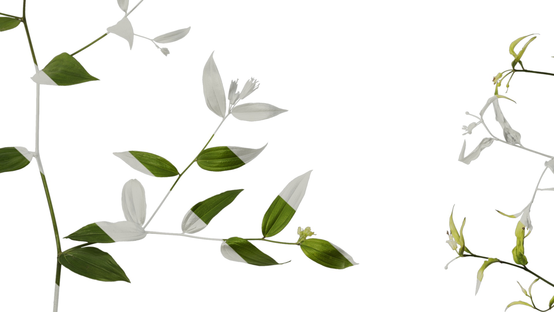 Anydrafts Disporum longistylum Atlas 02 Texture_7