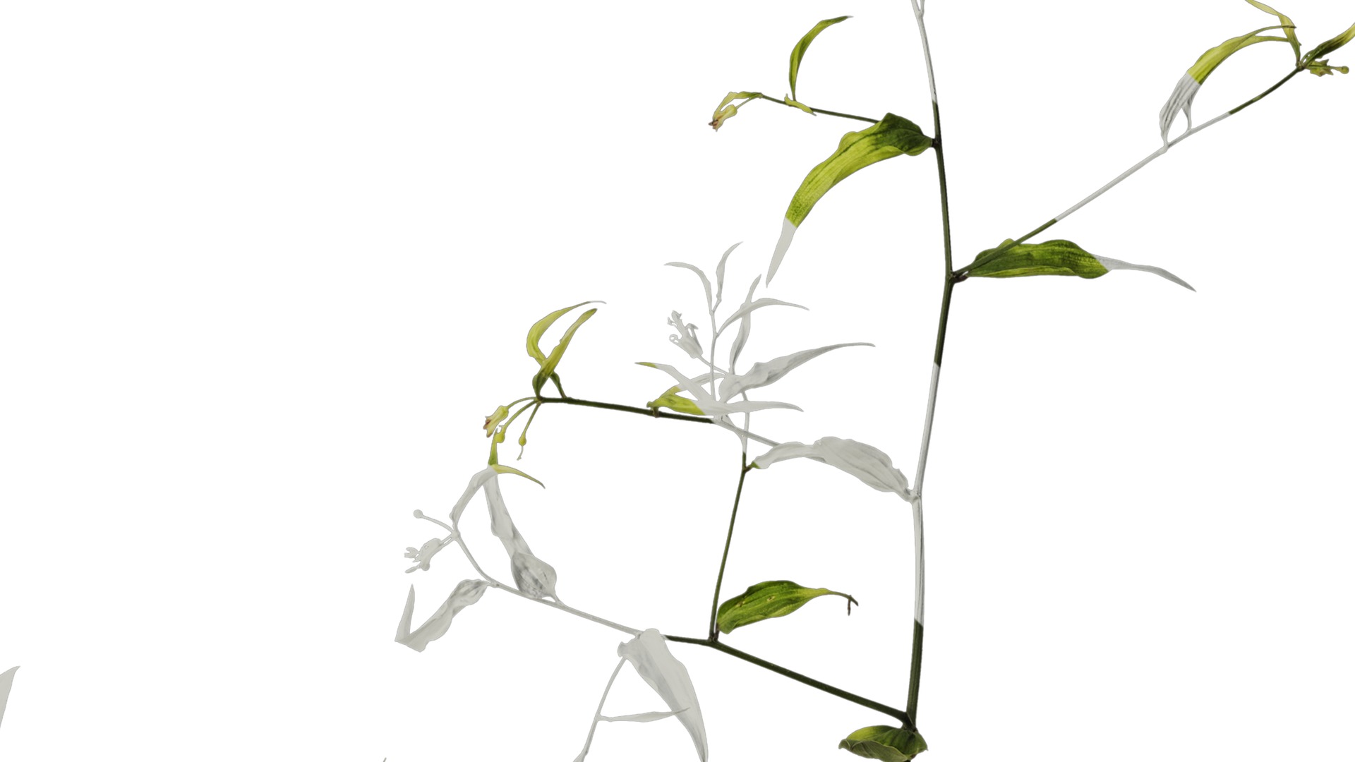 Anydrafts Disporum longistylum Atlas 02 Texture_4