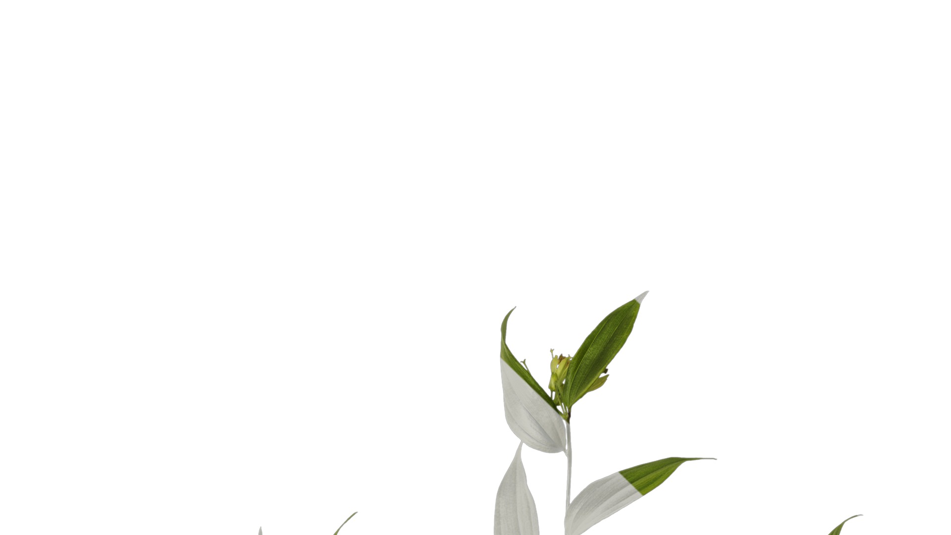 Anydrafts Disporum longistylum Atlas 02 Texture_1