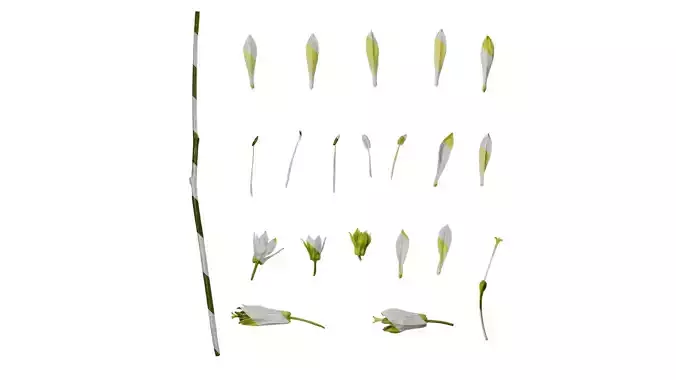 Anydrafts Disporum longistylum Flower 01