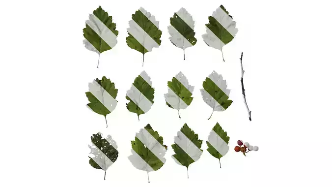 Anydrafts Crataegus kansuensis Atlas 02