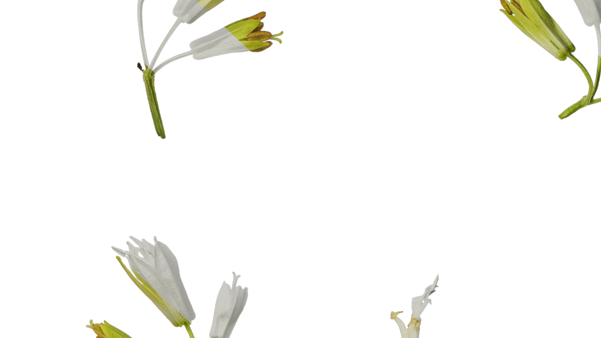 Anydrafts Disporum longistylum Flower 02 Texture_7