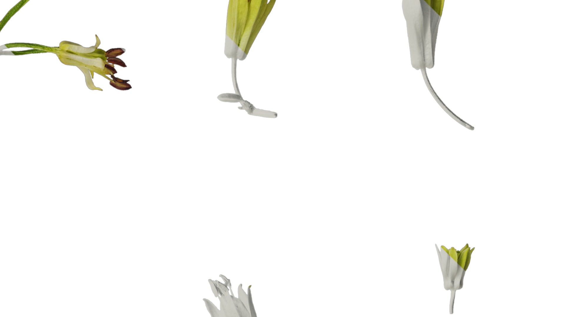 Anydrafts Disporum longistylum Flower 02 Texture_2