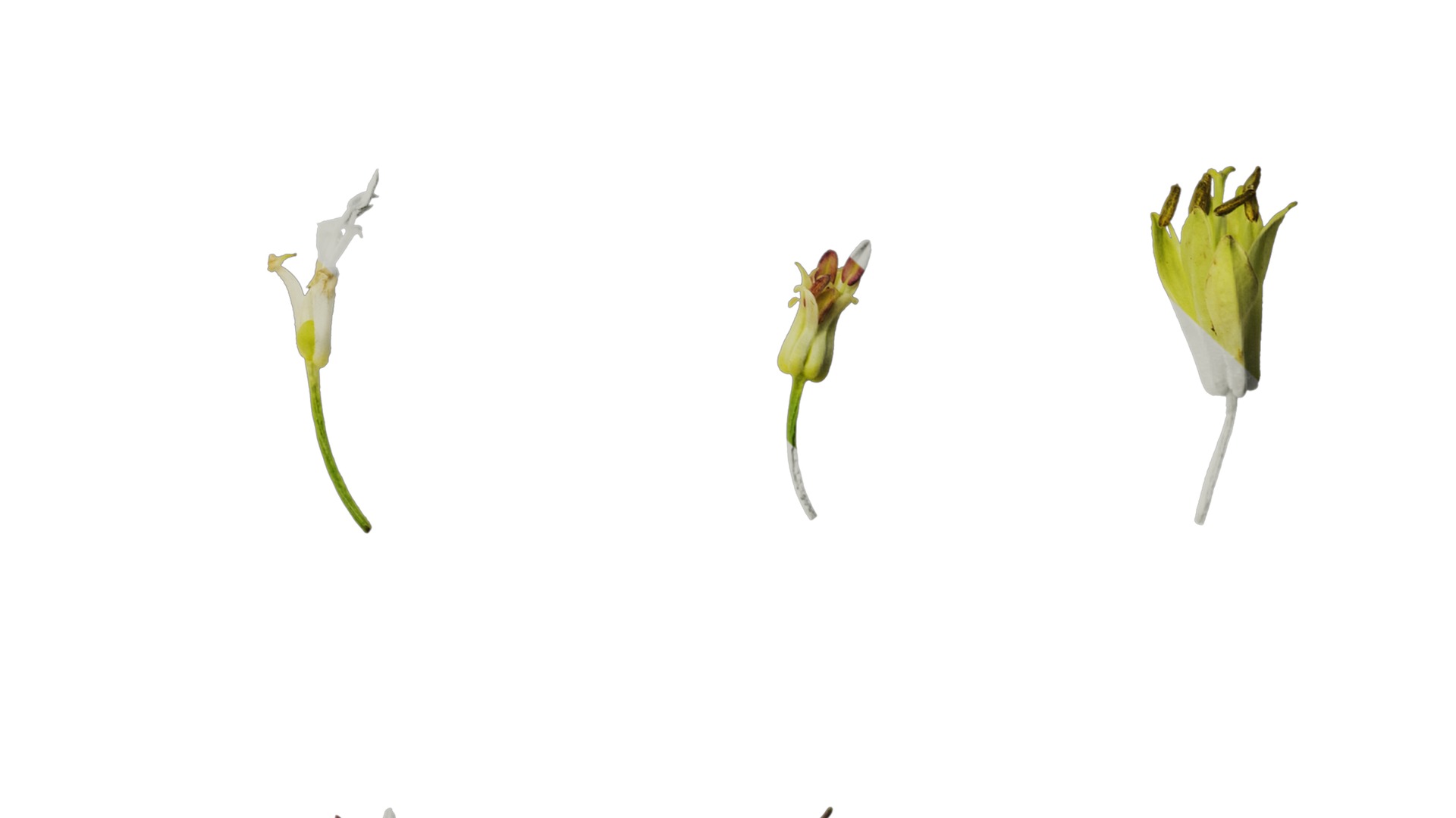 Anydrafts Disporum longistylum Flower 02 Texture_6