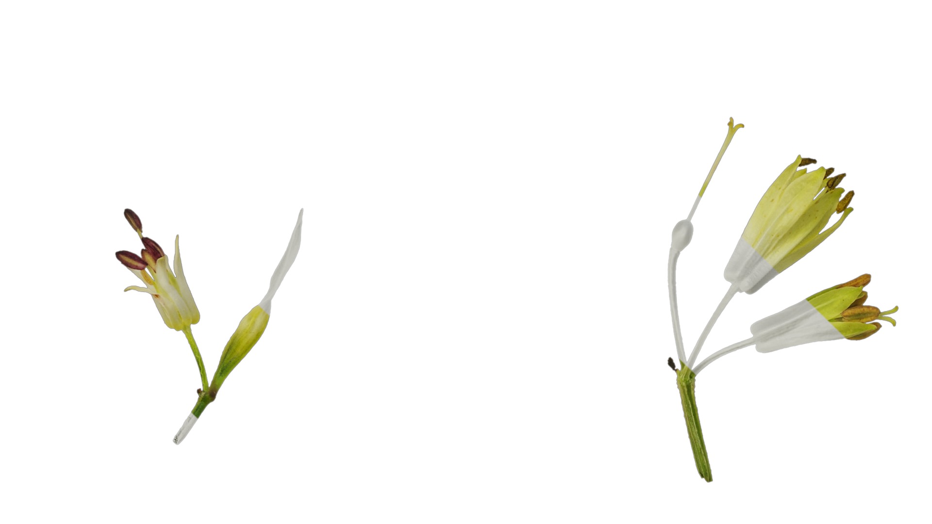 Anydrafts Disporum longistylum Flower 02 Texture_3