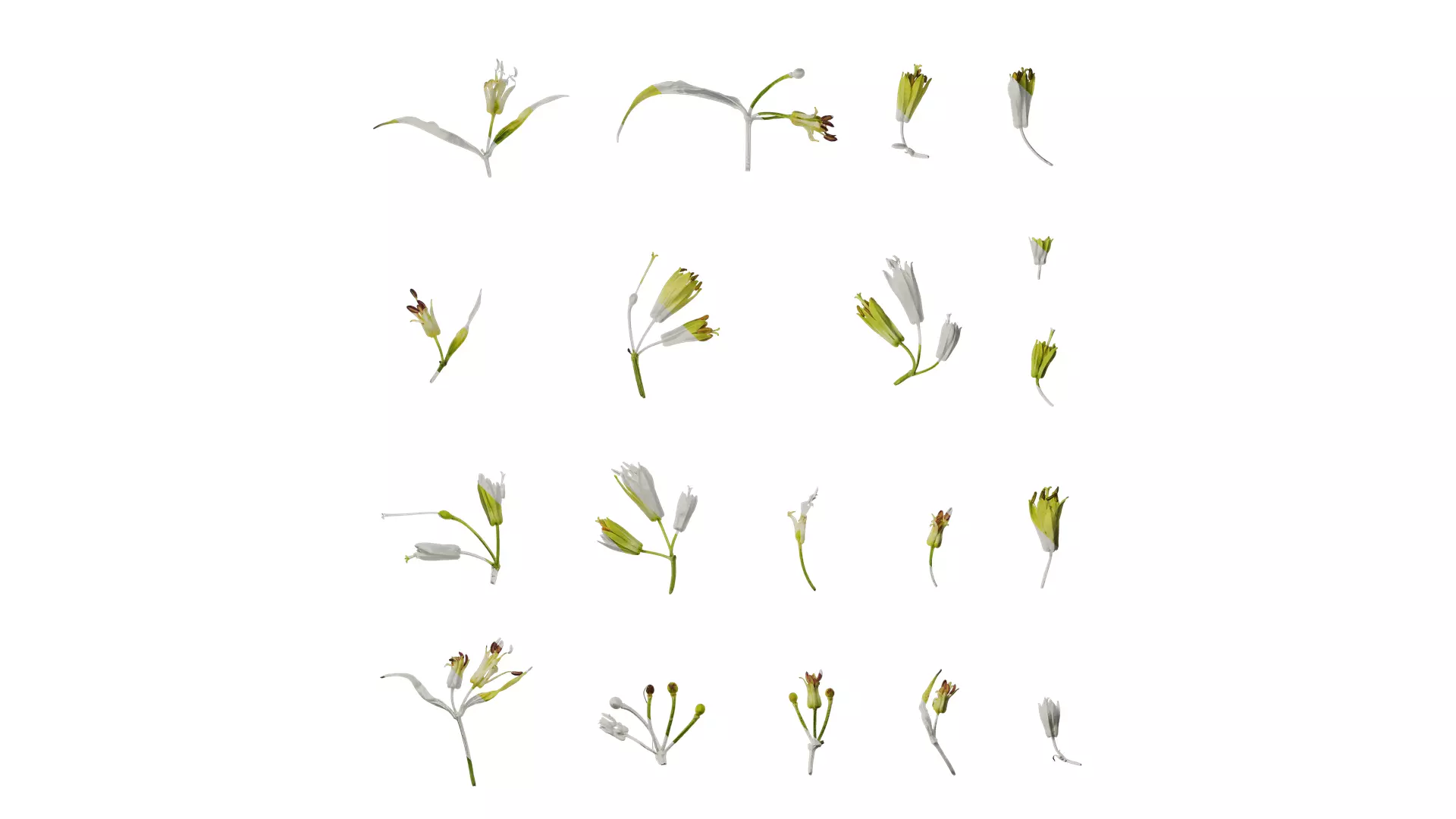 Anydrafts Disporum longistylum Flower 02 Texture_0