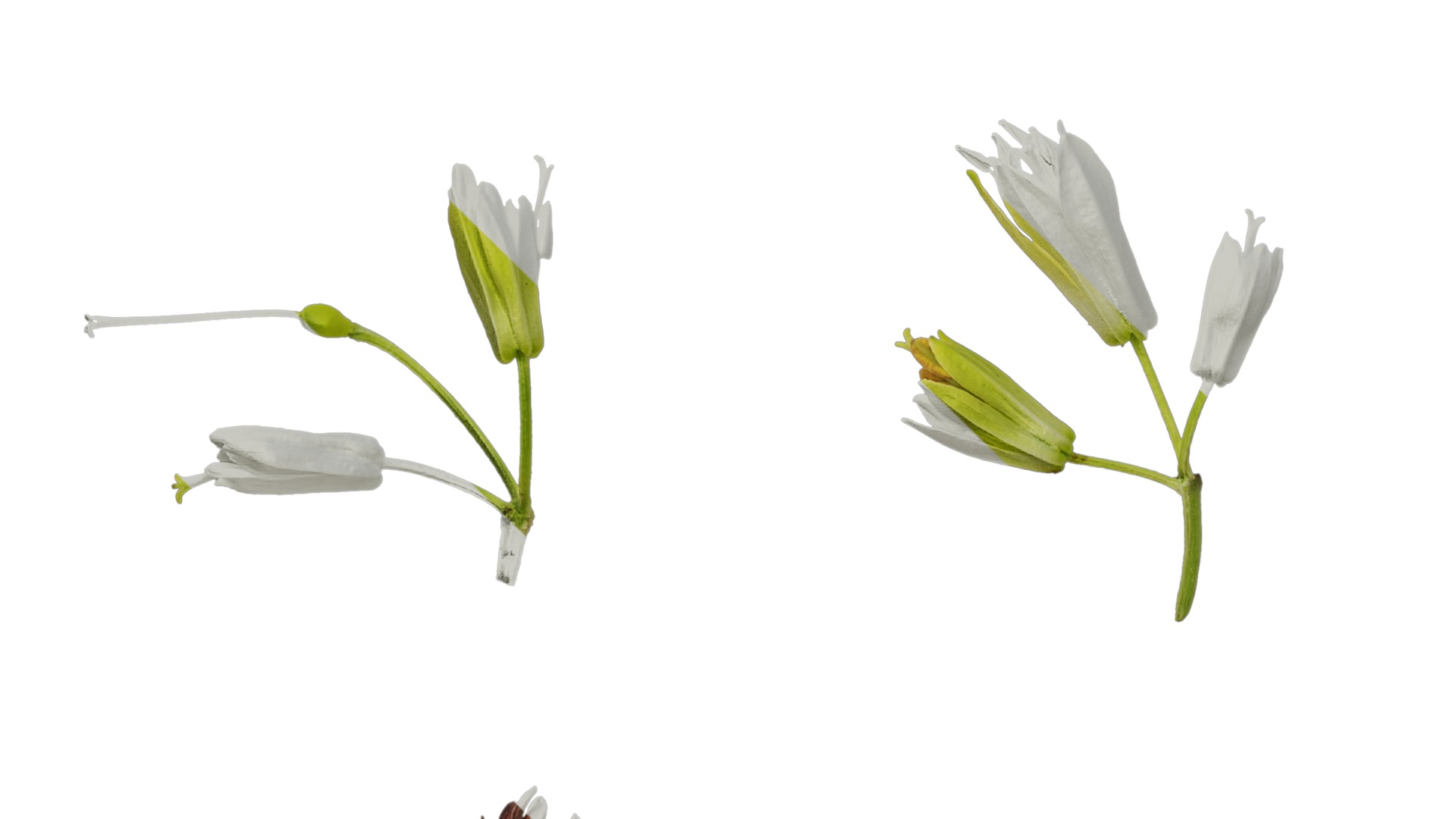 Anydrafts Disporum longistylum Flower 02 Texture_5