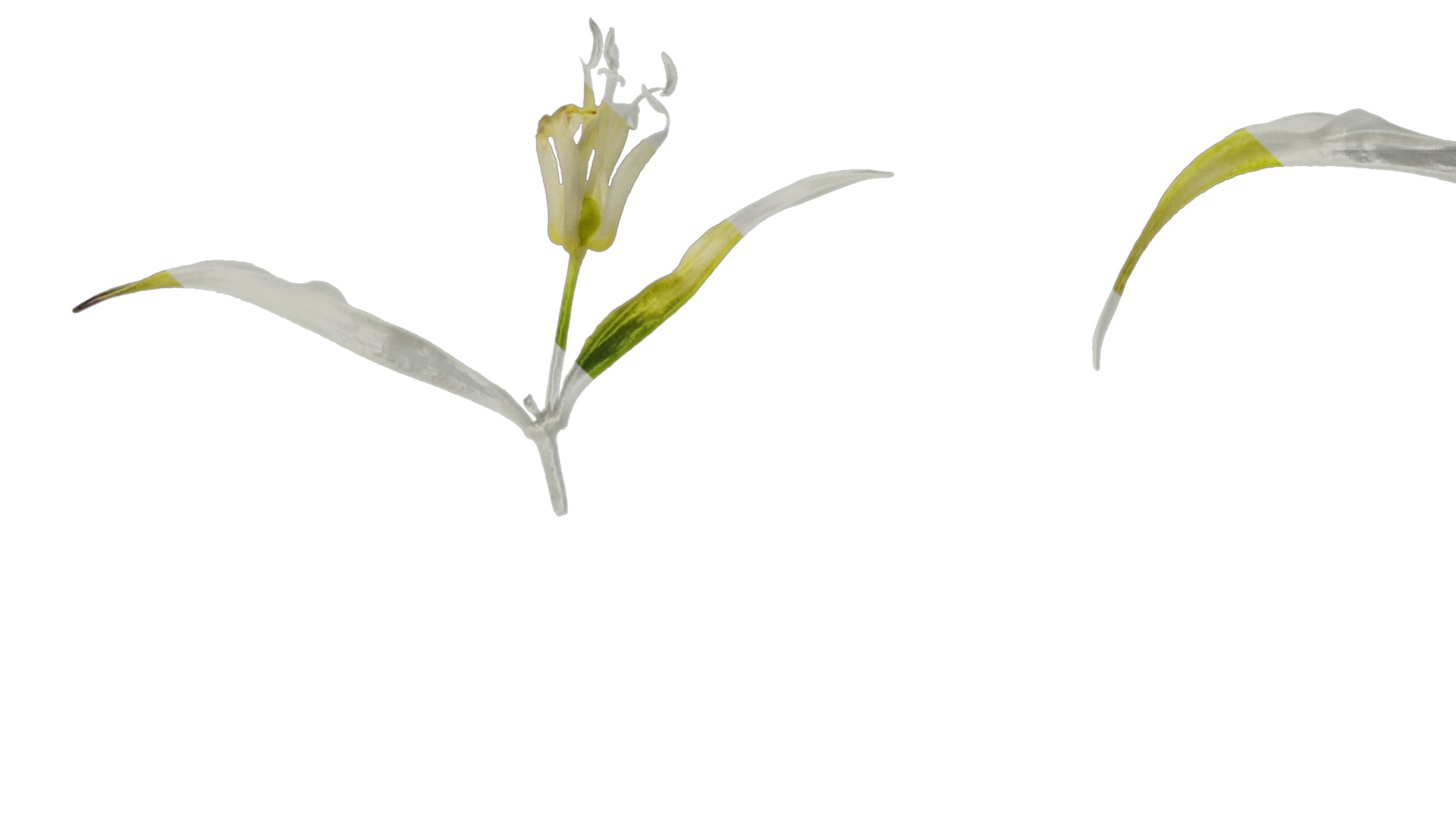 Anydrafts Disporum longistylum Flower 02 Texture_1