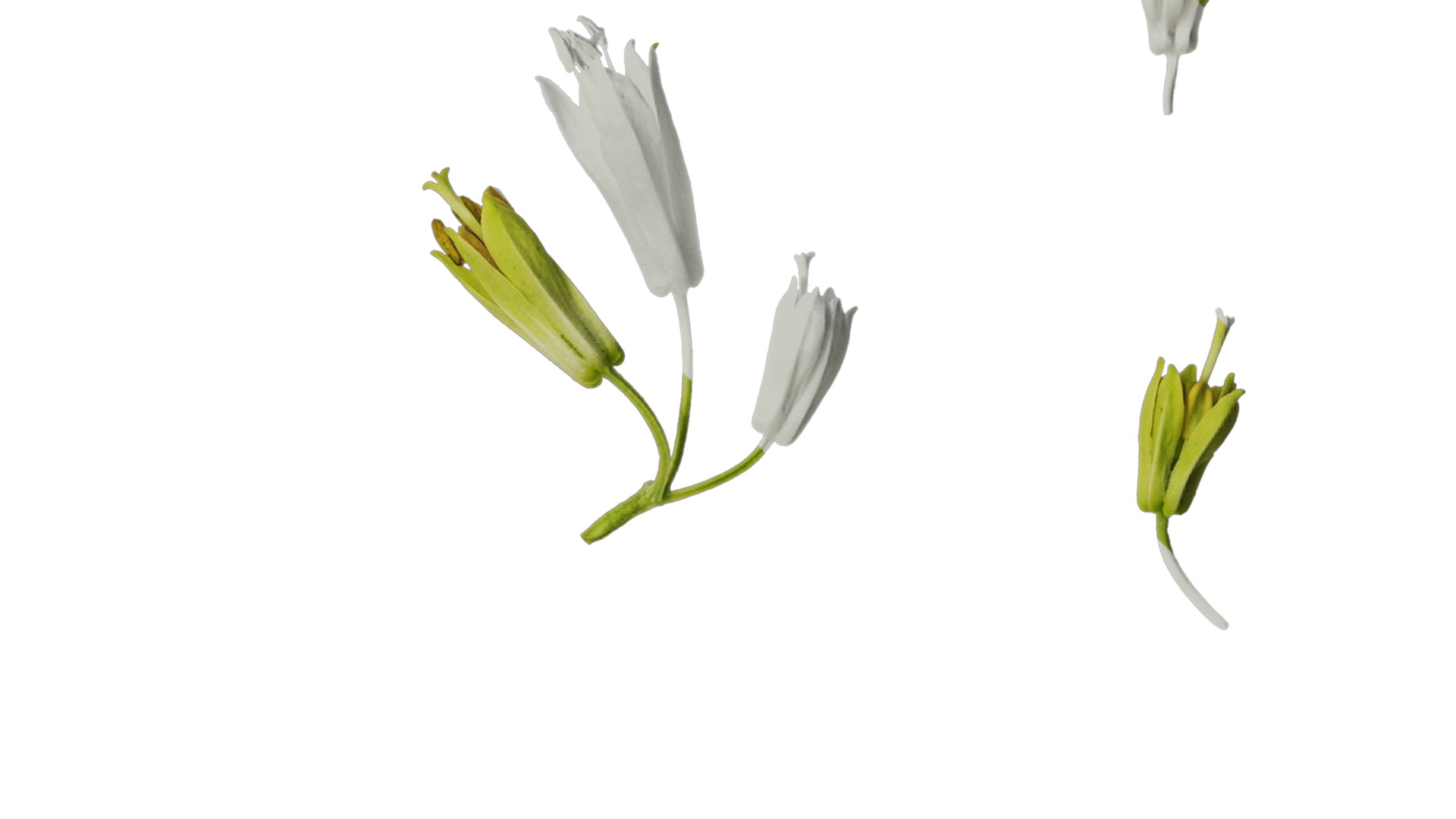 Anydrafts Disporum longistylum Flower 02 Texture_4