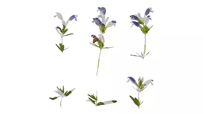 Anydrafts Dracocephalum argunense Atlas 01