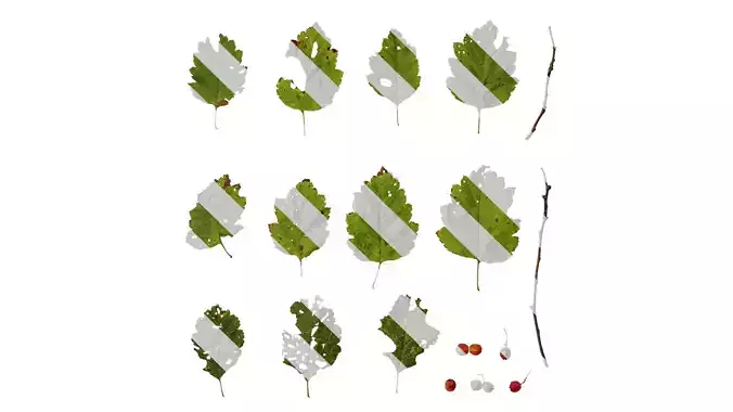 Anydrafts Crataegus kansuensis Atlas 03