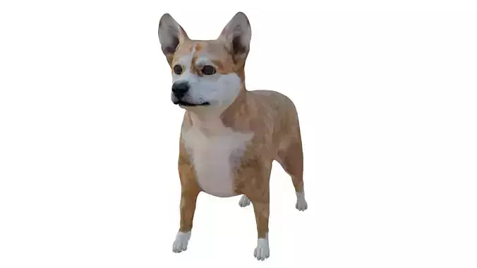 Corgi Low-poly 3D model